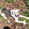 Thumbnail photo of Goose #2