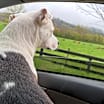 Thumbnail photo of Goose #3