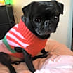 Thumbnail photo of Peter #4