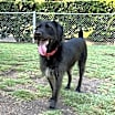 Thumbnail photo of Merlin #1