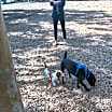 Thumbnail photo of Merlin #3