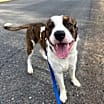 Thumbnail photo of Barney #1