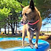 Thumbnail photo of Sadie #1