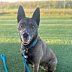 Thumbnail photo of Sadie #2