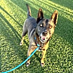 Thumbnail photo of Sadie #3