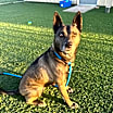 Thumbnail photo of Sadie #4