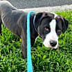 Thumbnail photo of Annie #4