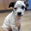 Thumbnail photo of Shamrock #1