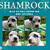 Thumbnail photo of Shamrock #3