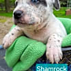 Thumbnail photo of Shamrock #4