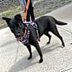 Thumbnail photo of Luna-Rosa #4