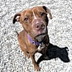 Thumbnail photo of Brownie #1