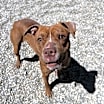 Thumbnail photo of Brownie #4