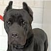 Thumbnail photo of Axel #1
