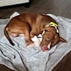 Thumbnail photo of Dax #1