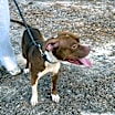 Thumbnail photo of Dax #2