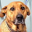 Thumbnail photo of Jazz #2