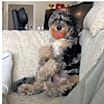 Thumbnail photo of Mylo #2