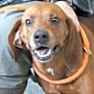 Thumbnail photo of Willis #2