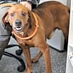 Thumbnail photo of Willis #3