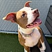 Thumbnail photo of Baby Mickey (in foster) #3