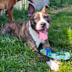 Thumbnail photo of Lilly #1