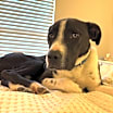 Thumbnail photo of Patrick #1