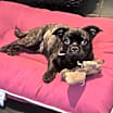 Thumbnail photo of sir #4