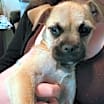 Thumbnail photo of Mocha #1