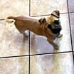 Thumbnail photo of Mocha #2
