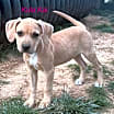 Thumbnail photo of Kula Kai Twilia Talbot #1