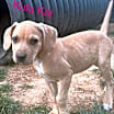 Thumbnail photo of Kula Kai Twilia Talbot #3