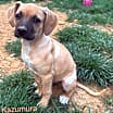 Thumbnail photo of Kazumura Twilia Talbot #3