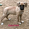 Thumbnail photo of Kazumura Twilia Talbot #4
