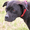Thumbnail photo of Jolene #3