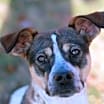 Thumbnail photo of Millie #1