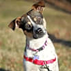 Thumbnail photo of Millie #2