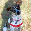 Thumbnail photo of Millie #4