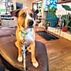 Thumbnail photo of Pedro #1