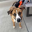 Thumbnail photo of Pedro #3
