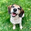 Thumbnail photo of Pearl - Pending Adoption #1