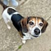 Thumbnail photo of Pearl - Pending Adoption #2