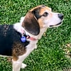 Thumbnail photo of Pearl - Pending Adoption #3