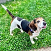 Thumbnail photo of Pearl - Pending Adoption #4