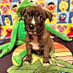 Thumbnail photo of Fozzie #2