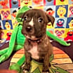 Thumbnail photo of Fozzie #3
