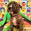 Thumbnail photo of Fozzie #4