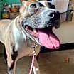 Thumbnail photo of Lola #1