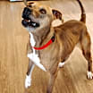 Thumbnail photo of Kiwi #3