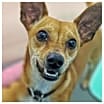 Thumbnail photo of Prancer #2